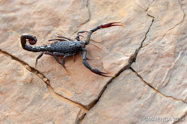 Rallye des gazelles - scorpion