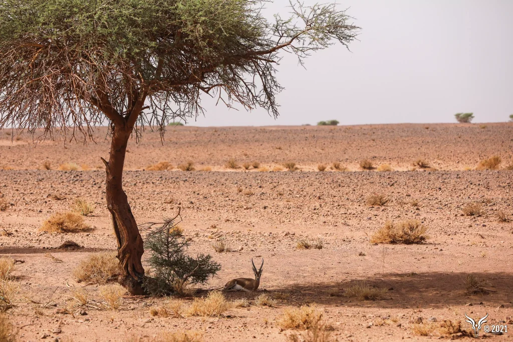 2021 ralllye des gazelles